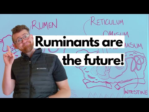 Ruminant Digestive System Explained | Rumen for the win!