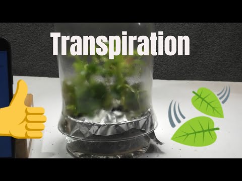Transpiration in plants-Real life demo