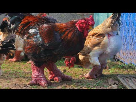 Dong Tao Chickens | Dragon Legged Chickens