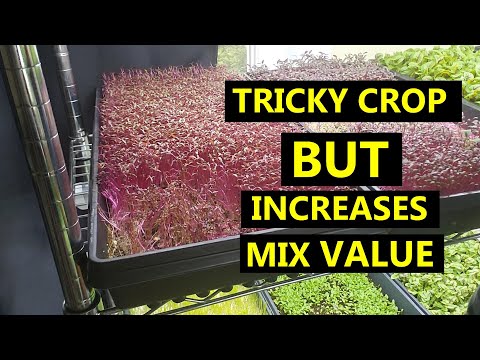 A Couple Things to Watch Out For Regarding Growing Amaranth Microgreens