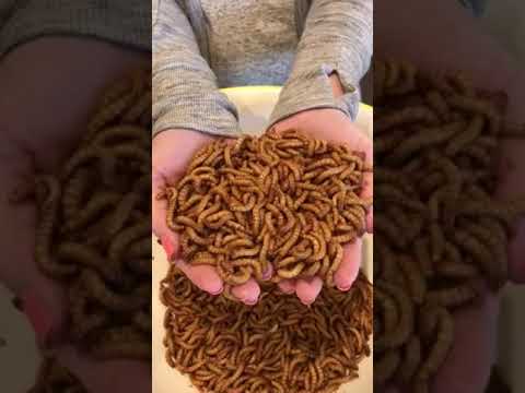LIVE Mealworms- Instructions and Care