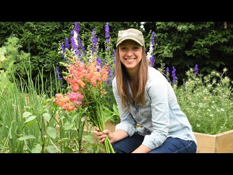How to Grow and Harvest Snapdragons // Northlawn Flower Farms