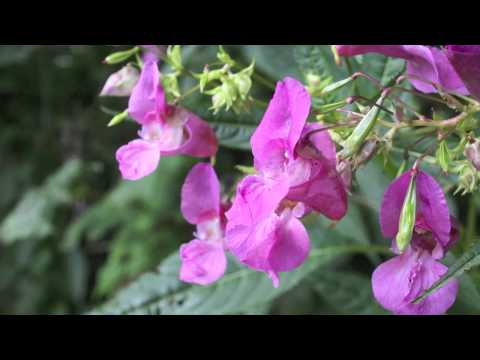 Himalayan Balsam - Ornamental Jewelweed - Drüsiges Springkraut - Impatiens glandulifera