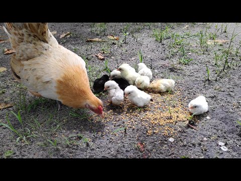 mothers hen call her baby chicks to eat- chicken sound