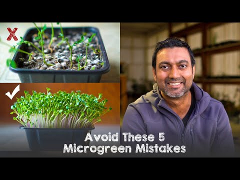 Avoid These 5 Microgreen Growing Mistakes
