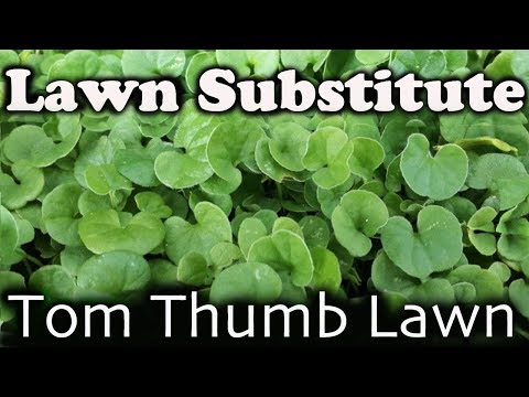 Beautiful Lawn Alternative - Gardeners Delight! Tom Thumb Lawn known as Dichondra Repens