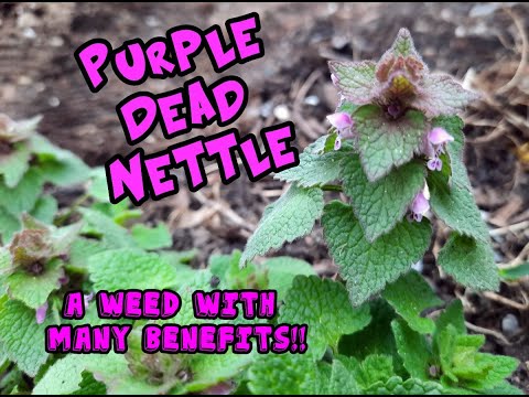 Purple Dead Nettle: An Edible and Medical Weed