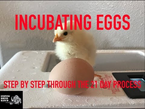 Incubating Chicken Eggs - Step by Step Through the 21 Day Process
