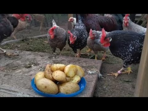 Chickens Feeding Frenzy: Potatoes