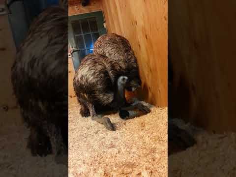Emu hen lays an egg