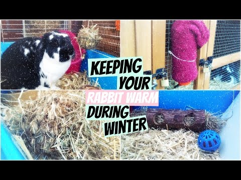 Keeping Your Rabbit Warm During Winter | RosieBunneh