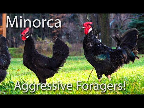 Roosters Fighting, Crowing, and Free Ranging, The Black Minorca is my favorite Free Range Breed.
