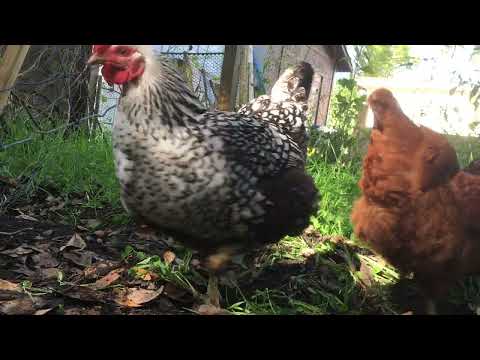 “Vegetarian-Fed Hens” scam and Forage Crops for Chickens
