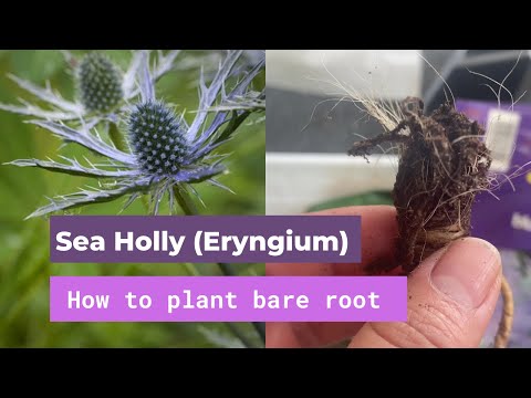 How to plant Sea Holly (Eryngium) from bare root