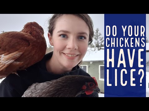 Identifying and treating Lice and Mites in Poultry | Chicken Husbandry Series