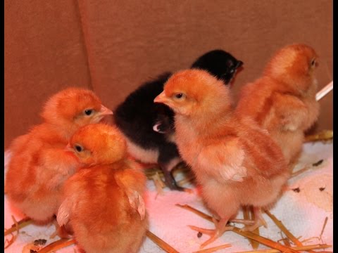 Baby Chicks , ISA browns