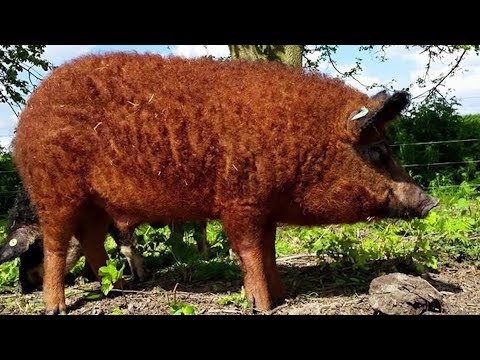 Mangalitsa Pigs | Woolly Weird Wonderful