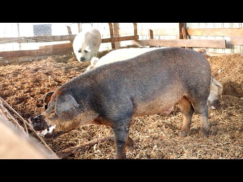How to Breed the Ultimate Pig | The Old Line Duroc