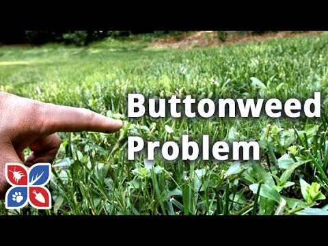 How to get rid of and Identify Buttonweed - Lawn Care Tips | DoMyOwn.com