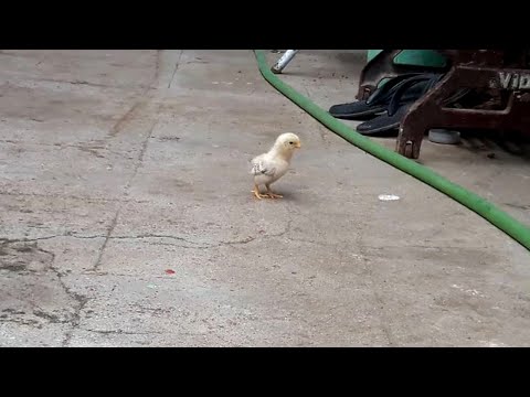 Baby Chicks Chirping Loudly
