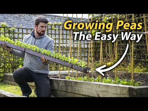 How to Grow Peas | The Simple Guide to a Fantastic Harvest