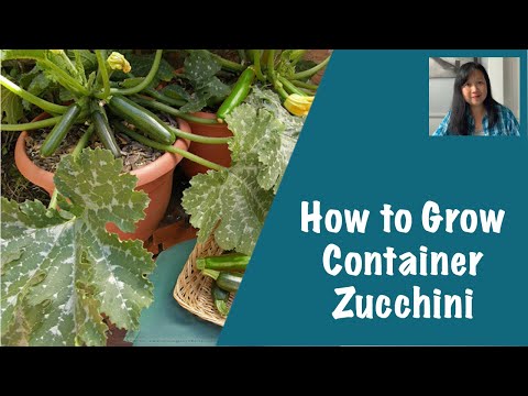 How to Grow Zucchini in a Container (Astia)