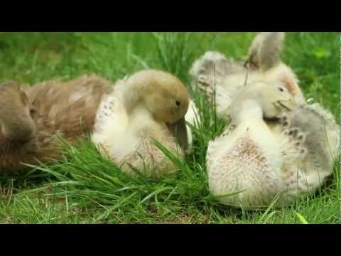 First Month of Raising Welsh Harlequin Ducks