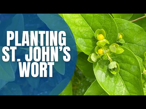 🌱🌱🌱 Planting St. John&#039;s Wort || Growing Hypericum Berries || Plants for A Cut Flower Garden