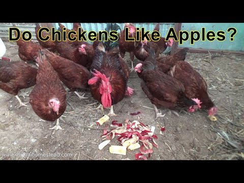 Feeding apples to chickens, Pre breakfast dessert.