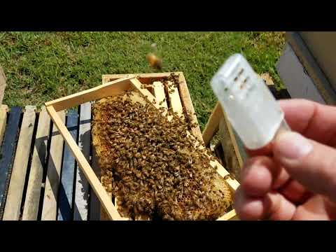 How the bees act when they reject the queen new beekeepers don&#039;t miss this