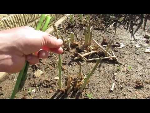 Basic Asparagus Growing Information: It&#039;s a Perrenial in Zones 4-9 - The Rusted Garden 2013