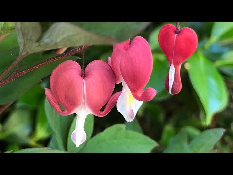 How to Plant and Grow The Bleeding Heart Plant - Lamprocapnos spectabilis (Dicentra spectabilis)