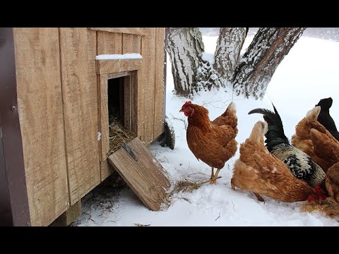 Winterizing your Chicken Coop