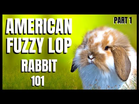American Fuzzy Lop Rabbit 101: Part 1