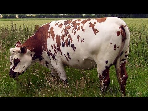 Normande Dairy Cattle | A True Dual Purpose Breed