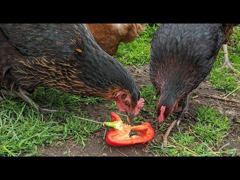 can chickens eat bell peppers and chillies