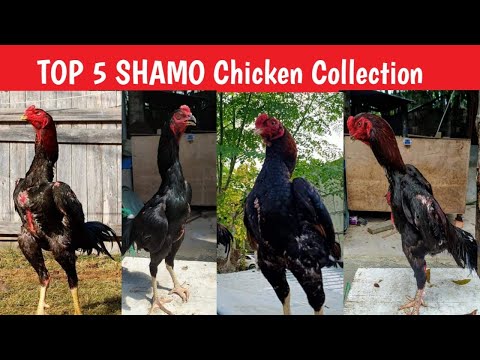 Top 5 Shamo Chicken Breed Collection
