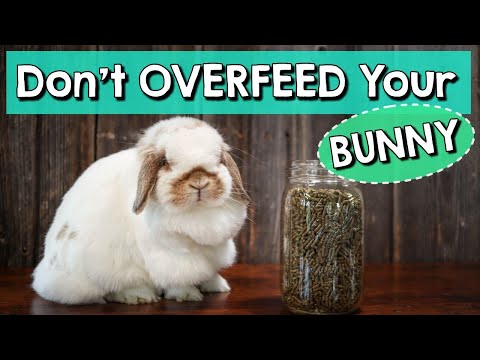 Rabbit Feeding Tips - Don&#039;t Overfeed Your Bunny!