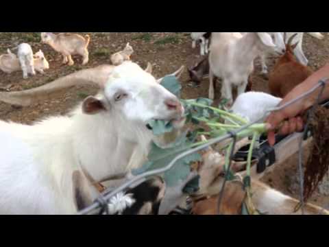Goats like broccoli too!