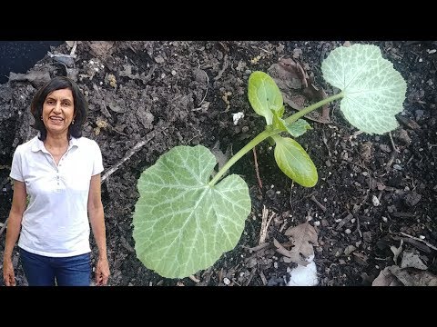 How to Grow Zucchini From Seeds - First 6 Weeks with actual results