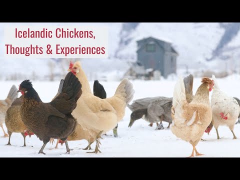 Icelandic Chickens - Thoughts and Experiences with Viking Chickens for Our Cold Climate Homestead