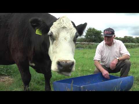 The story of BlueBell, Ireland&#039;s oldest cow!