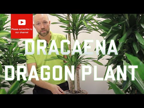 All you need to know about Dracaena - Dragon plant (Most varieties)