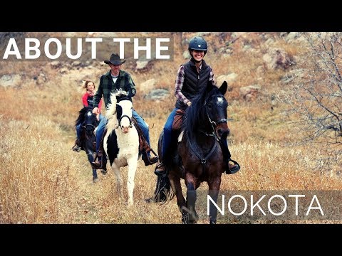 About the Nokota Horse | Rare Breed | DiscoverTheHorse