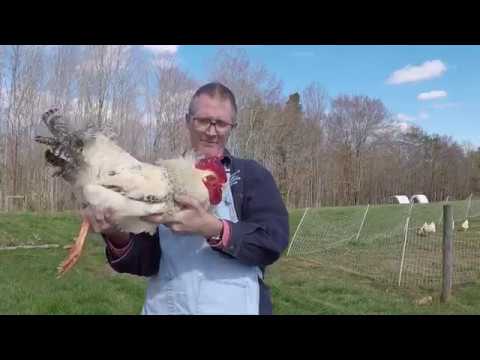How to Hold a Chicken