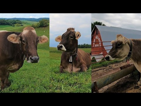 Brown Swiss Cows