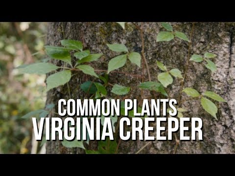 Common Plants: Virginia Creeper