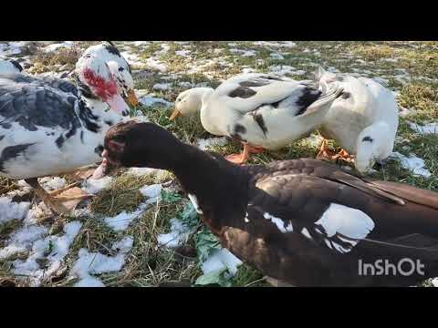 Intro to Ancona Ducks