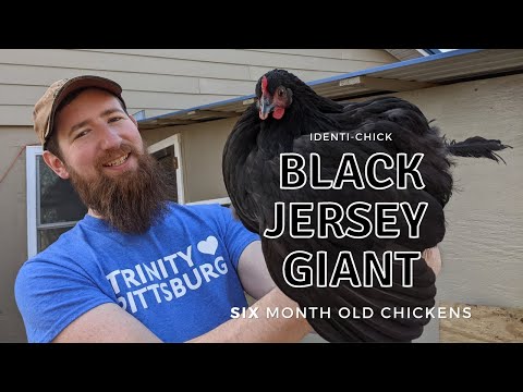 Black Jersey Giant: 6-Month-Old Chickens