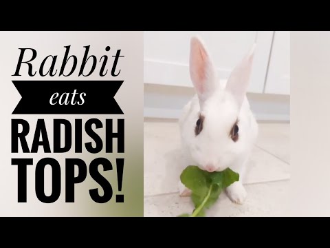 blanc de Hotot Rabbit eating a radish top so cute !!!
